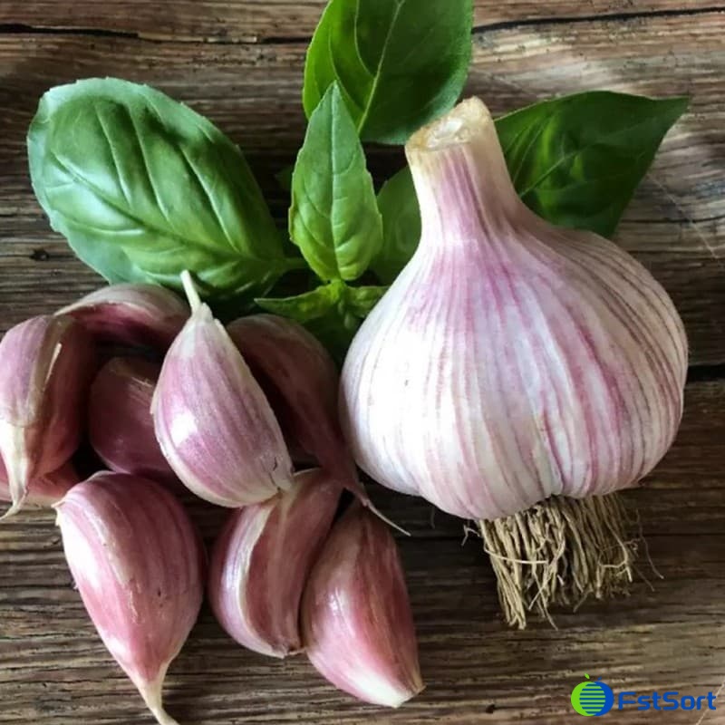 images/1679901325678garlic sorting equipment.jpg